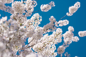 Flowering tree branch with white flowers. Spring background. Blooming tree branches white flowers and blue sky background, close up. Cherry blossom, sakura garden, spring orchard, spring sunny day.