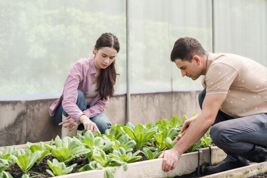 Asian female student and white male teacher tending lettuce plants in school greenhouse garden during agriculture class on vegetable planting and organic farming for sustainability learning - Powered by Adobe