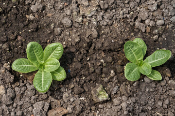 Closeup of small lettuce seedling sprouting from fertile soil in school greenhouse garden as part of student agriculture education on organic farming and sustainable vegetable cultivation