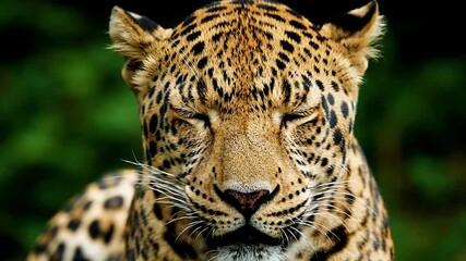 A leopards head fills the frame eyes closed showcasing its spotted coat against a blurred green background - Powered by Adobe