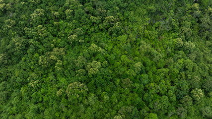 Obraz premium aerial view of dark green forest Abundant natural ecosystems of rainforest. Concept of nature forest preservation and reforestation.