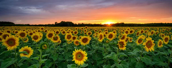 Selbstklebende Fototapeten Sonnenblume Beautiful sunset over sunflowers field  © Piotr Krzeslak