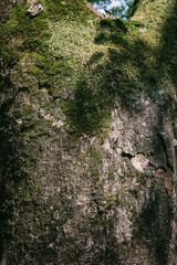 이끼가 있는 돌