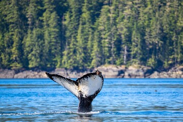Humpback whale tail emerges from the water near Vancouver Island, Canada