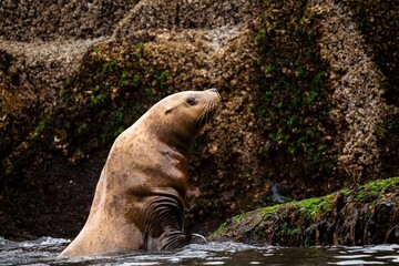 Close-up of a Steller sea lion near Port McNeill, Vancouver Island, Canada