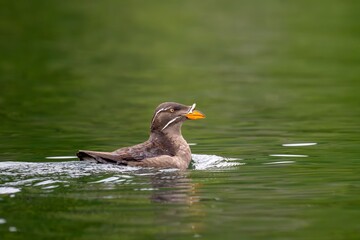 Rhinoceros auklet in Broughton Archipelago, near Port McNeill, Vancouver Island, Canada