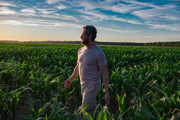A farmer inspects the cornfield on sunset. The male farmer works outdoors in the field....