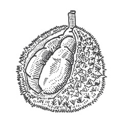 Durian with leaves in vintage engraving style. Sliced Durian. Vector Hand Drawn. Sketch Botanical Illustration. Eco healthy food. Superfood. Menu design, restaurant, shop.