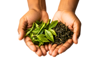 Hands holding fresh green tea leaves and dried tea leaves isolated on transparent background