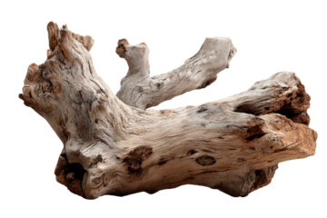 Natural driftwood with unique textures and shapes