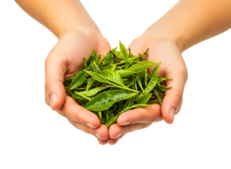 Hands holding fresh green tea leaves and dried tea leaves isolated on transparent background
