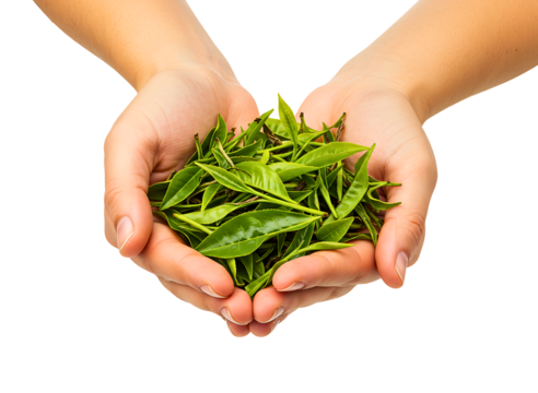 Hands holding fresh green tea leaves and dried tea leaves isolated on transparent background
