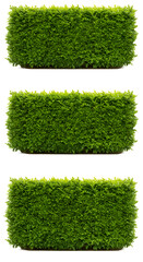 Photo of Clipped Green Hedges Isolated on White Background Nature and Design Elements