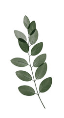 Isolated Green Leafy Branch Illustration on Transparent Background
