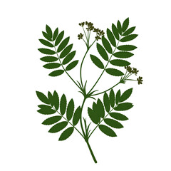 Isolated Green Leafy Plant Illustration On Transparent Background