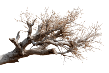 Unique dried branch on clear backdrop