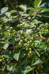 unripe, fresh, small apple fruits among tree branches and leaves.