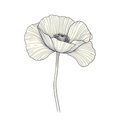 Isolated Cream Poppy Illustration On Black Background Photo