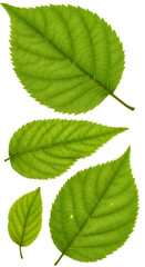 Fototapeta premium Photo of Green Leaves Displaying Macro Details Against White Background