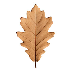 Isolated Brown Oak Leaf On Black Background Photo