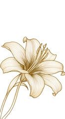 Isolated Gold Lily Floral Illustration Against Black Background
