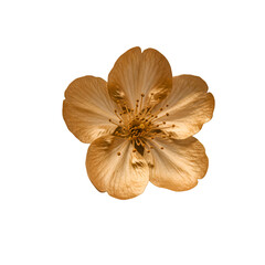 Isolated Golden Flower on Black Background a Realistic Photo