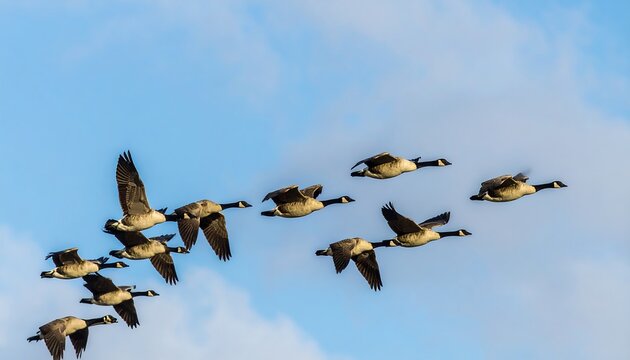A flock of geese in flight against a partly cloudy sky (1)