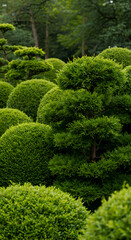 Photo of Lush Green Topiary Trees in a Serene Garden Park Setting