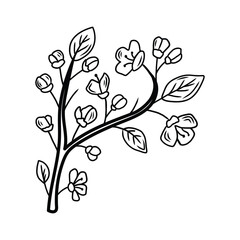 Blooming cherry blossom branch, a hand drawn floral illustration