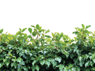 Lush green hedge leaves natural foliage background, Isolated On White Background, Png Transparent