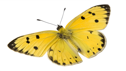 cute yellow butterfly on white background