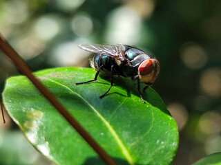 Flies, flying insects with red eyes and thin wings, land on green leaves. This type is often seen flying in kitchens and trash cans, with blurred natural backgrounds.	
