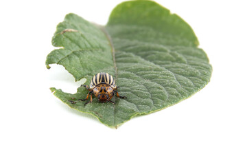 Colorado potato beetle eating potato leaf on white background