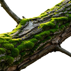 Isolated Photo Of Tree Branch Covered In Green Moss On Transparent Background