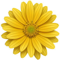 Obraz premium Isolated Photo Realistic Yellow Flower with Detailed Petals on Transparent Background