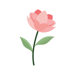 Obraz premium Light pink flower watercolor illustration with white background for gentle floral design