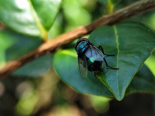 Flies, flying insects with red eyes and thin wings, land on green leaves. This type is often seen flying in kitchens and trash cans, with blurred natural backgrounds.	
