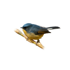 Slaty-blue Flycatcher perched on a slender branch, showing deep blue upperparts and warm orange underparts.