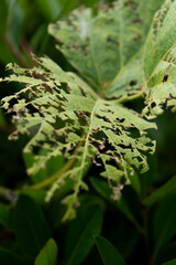 Obraz premium Close-up of torn green leaf
