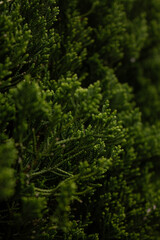 Juniper branches with green needles