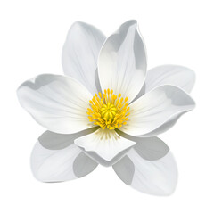 Isolated White Flower Photo with Yellow Center Detailed on Transparent Background