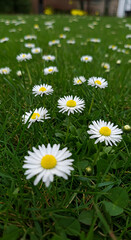Fototapeta premium Photo of White Daisies with Yellow Centers in a Green Field