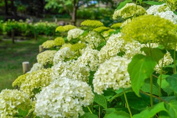 ひっそりと咲く満開のアナベルアジサイの花