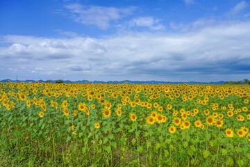 青空バックに咲く満開のヒマワリ畑の情景