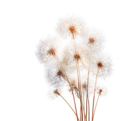 Obraz premium Fluffy dandelion bouquet, studio shot, black background, for design