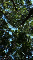 forest and sky