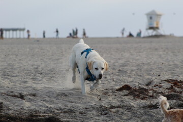 yellow lab running at ocean beach dog beach san diego california