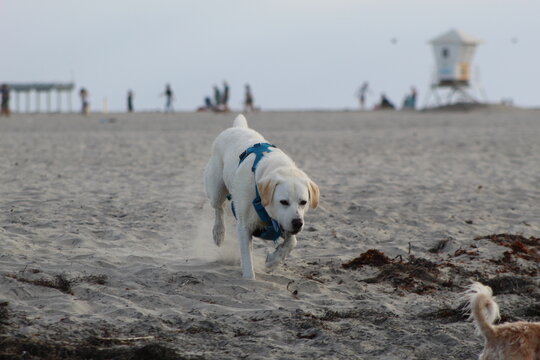 yellow lab running at ocean beach dog beach san diego california