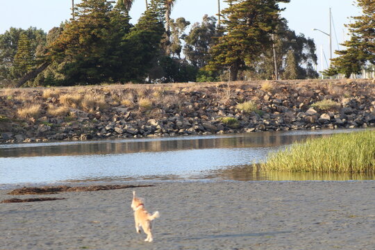 little dog running at ocean beach dog beach san diego california