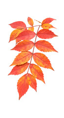 Isolated Red And Yellow Autumn Leaves On Transparent Background Photo